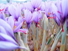 藏红花（学名：Crocus sativus L.）又称番红花、西红花：1、藏红花可入药2、藏红花可制成香料3、藏红花具有观赏性4、藏红花可制作膳食。