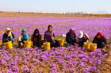 伊朗藏红花：由于自然环境原因，世界上的动植物都最早出现在最适宜其生长的地区，所以伊朗的藏红花是世界上最好的藏红花，其功效与作用以及价格和等级可想而知。